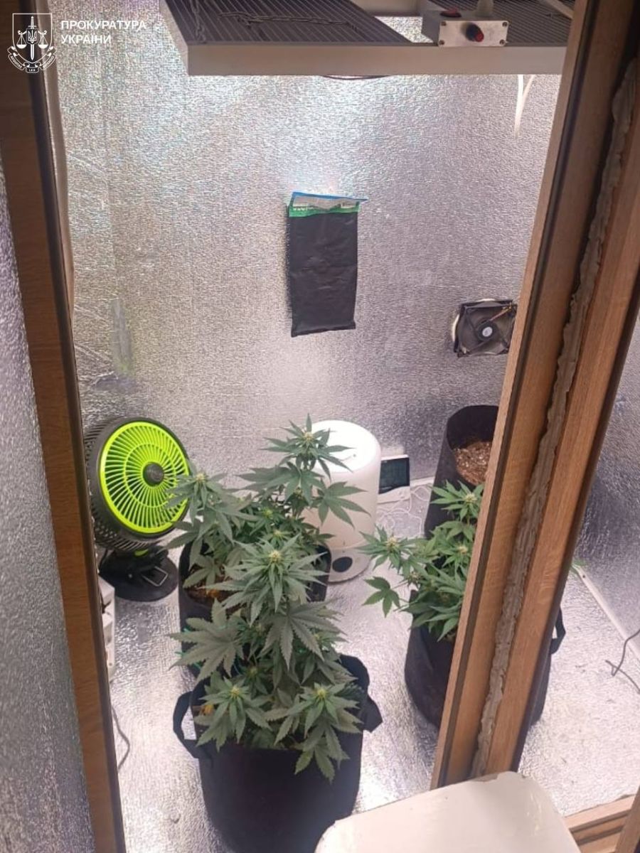 У Харкові затримали чоловіка за вирощування конопель та виготовлення канабісу в квартирі